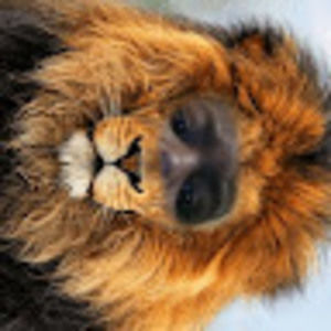 Meet your Posher, David karnji